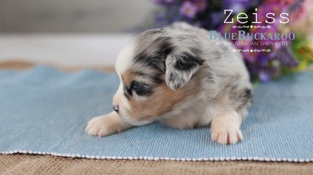 Adorable Mini Aussie puppy Zeiss with blue merle coat.