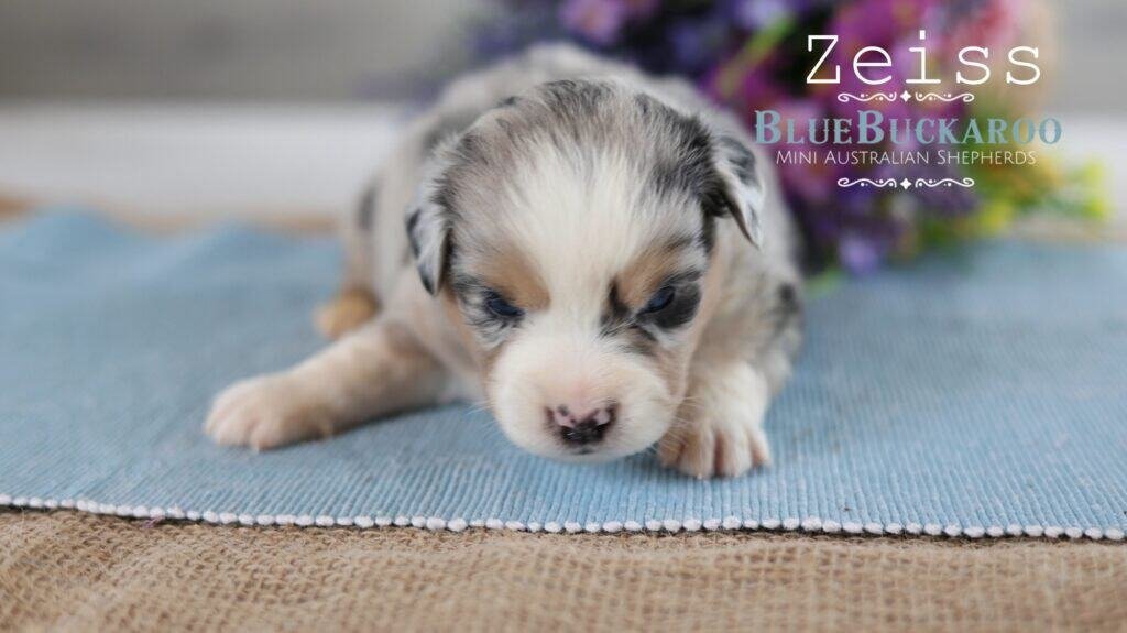 Cute Mini Aussie puppy lying on a blue mat with purple flowers in the background.