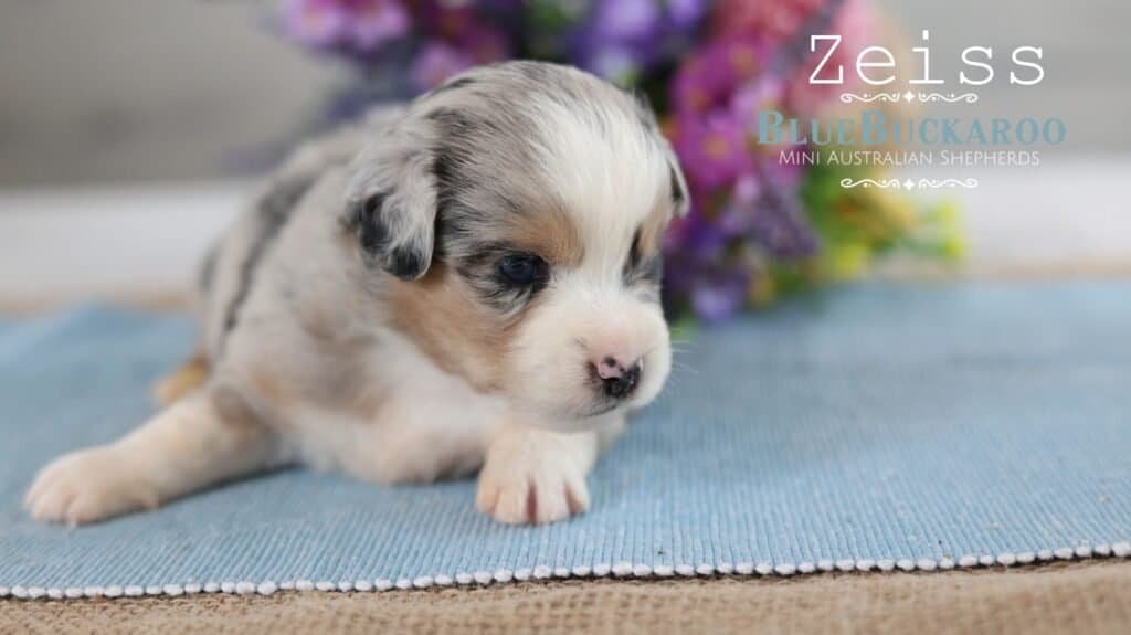 Adorable Mini Aussie puppy Zeiss lying on a blue mat.