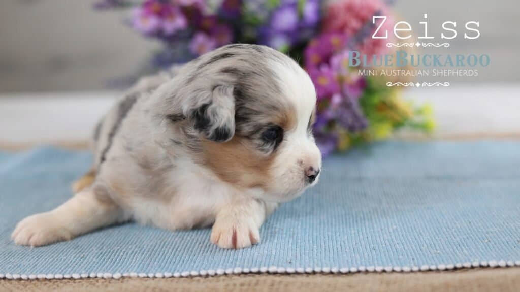 Adorable Mini Aussie puppy Zeiss lying on a blue mat with flowers in background.