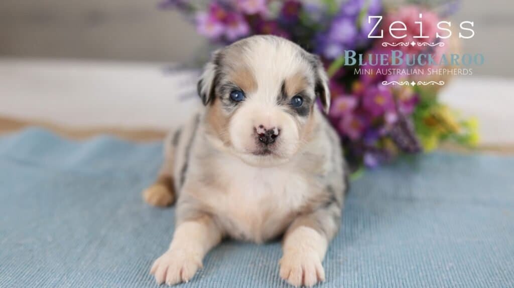 Adorable Mini Aussie puppy with blue eyes and merle coat.