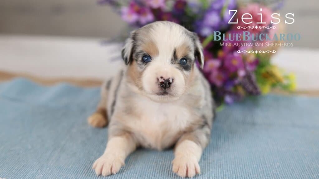 Adorable Mini Aussie puppy with blue eyes and merle coat.