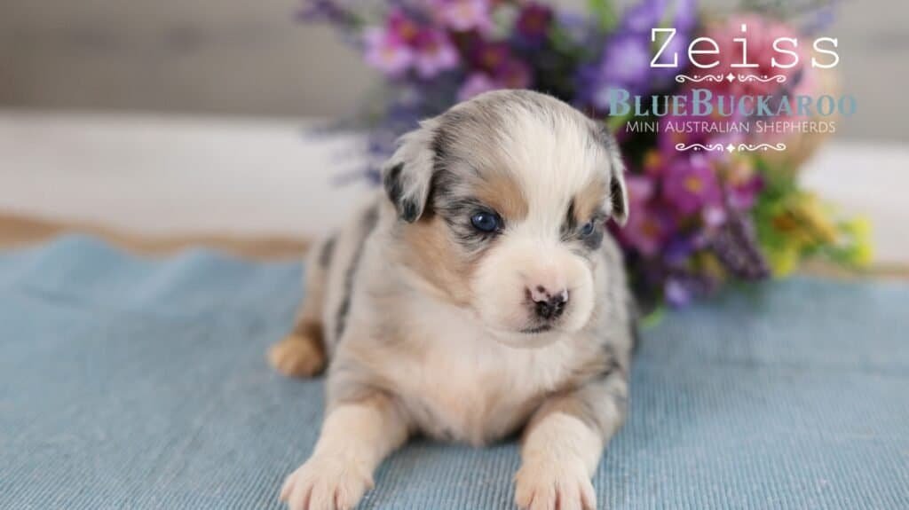Adorable Mini Aussie puppy with blue eyes and merle coat.