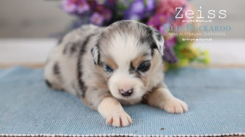 Adorable Mini Aussie puppy with blue eyes lying on a blue mat.