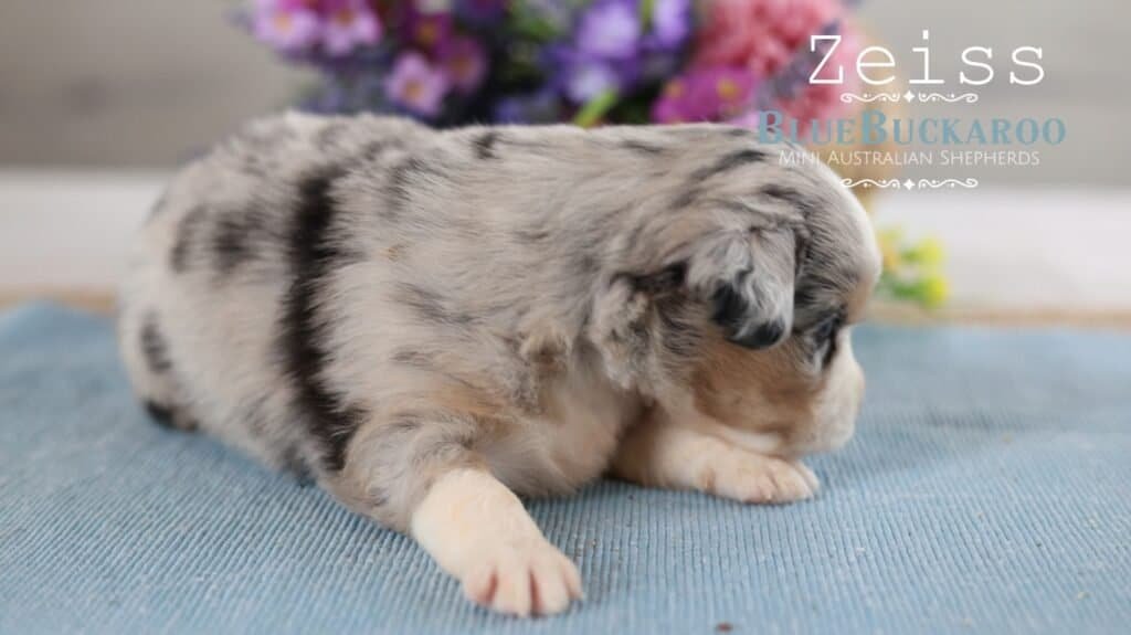 Adorable Mini Aussie puppy with merle coat lying on blue mat.