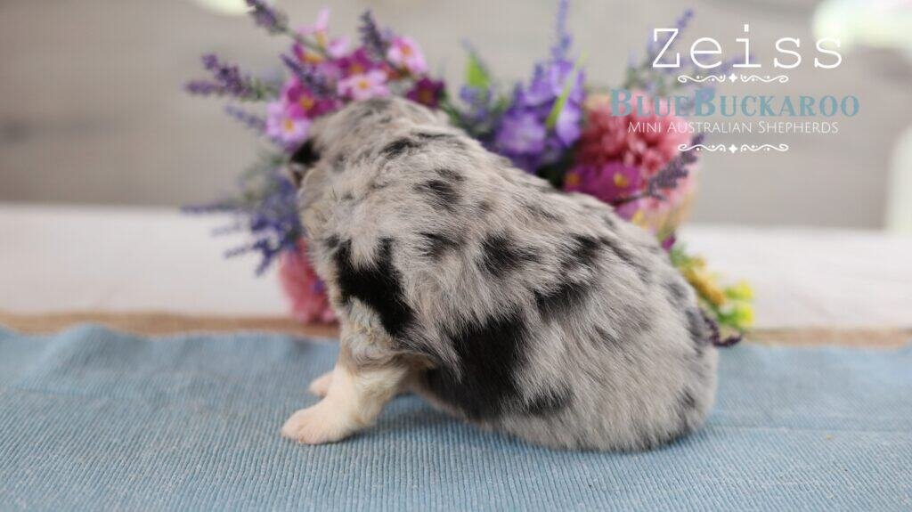 Adorable Mini Aussie puppy Zeiss with merle coat and black spots.
