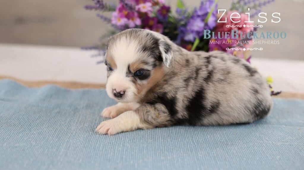 Cute merle Mini Aussie puppy lying on a blue blanket.