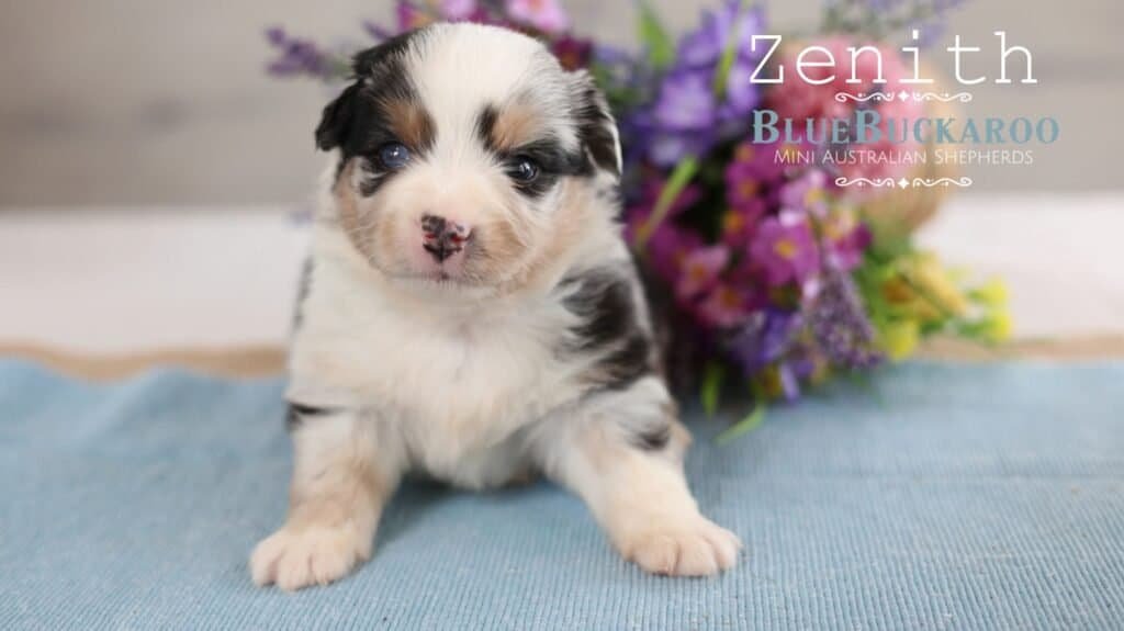 Adorable Mini Aussie puppy with blue merle coat and bright eyes.