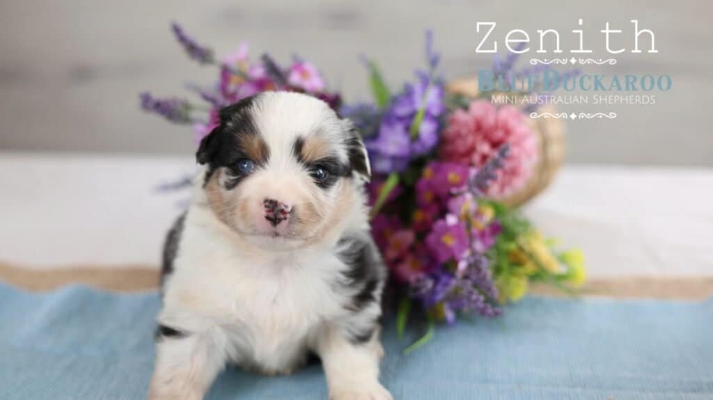 Adorable Mini Aussie puppy with blue eyes and black and white coat.