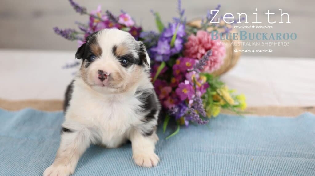 Adorable Mini Australian Shepherd puppy with blue eyes and merle coat.