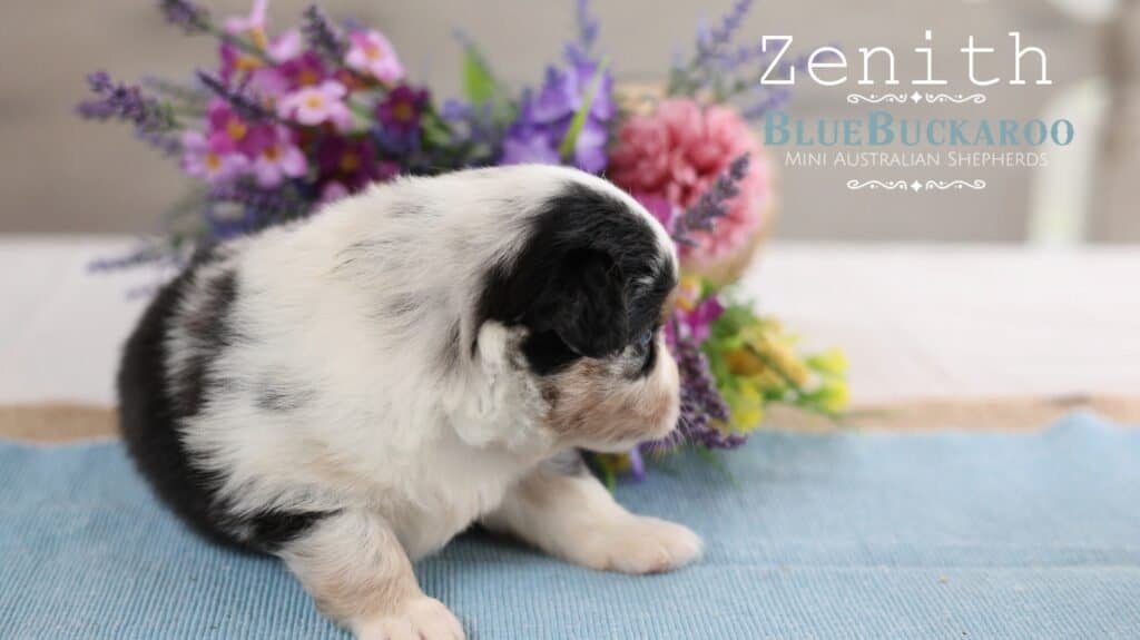 Adorable Mini Aussie puppy Zenith sitting near colorful flowers.