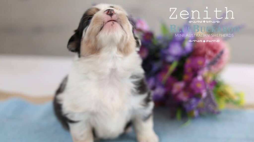 Adorable Mini Aussie puppy Zenith with closed eyes and a pink nose.