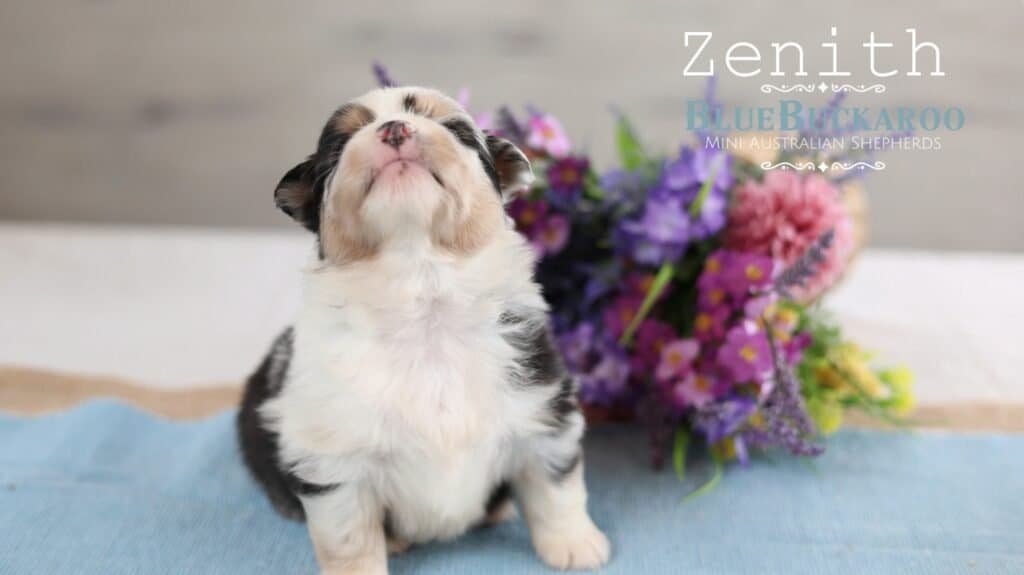 Cute Mini Aussie puppy with black and white fur sitting on a blue blanket.