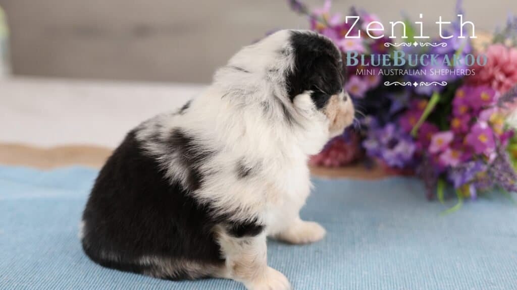 Adorable black and white Mini Aussie puppy sitting on a blanket.