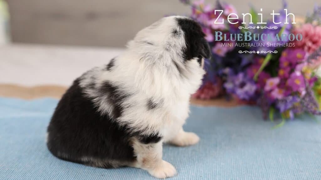 Cute black and white Mini Aussie puppy sitting on a blue mat.