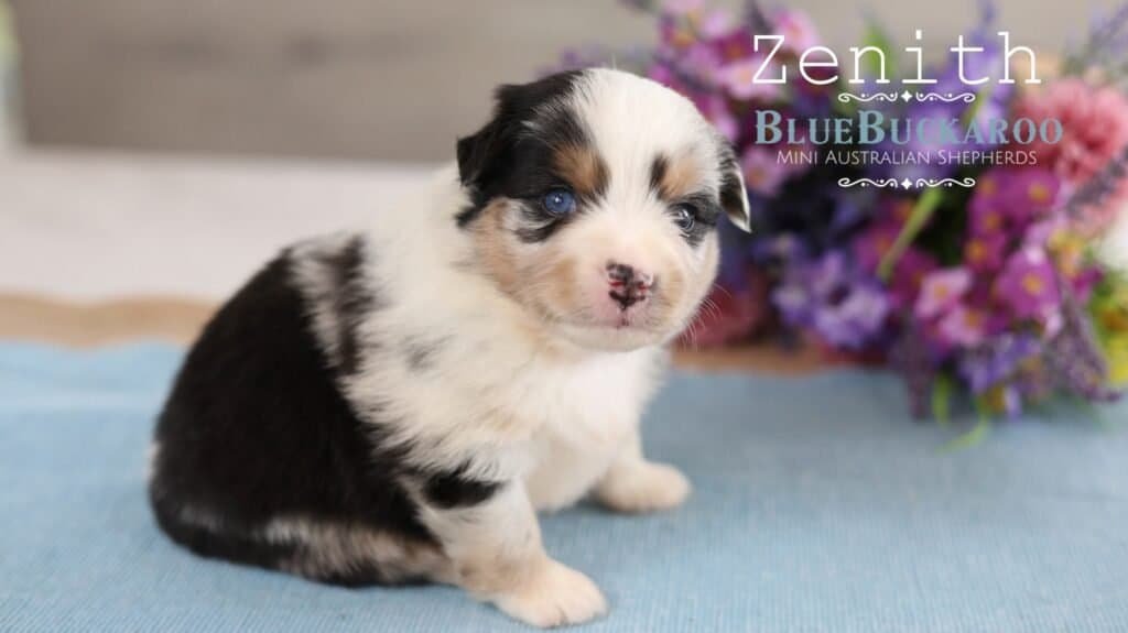 Adorable Mini Aussie puppy with blue eyes and black and white coat.
