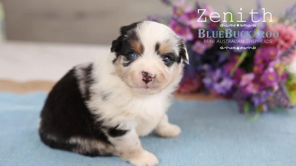 Adorable Mini Aussie puppy with blue eyes and merle coat.