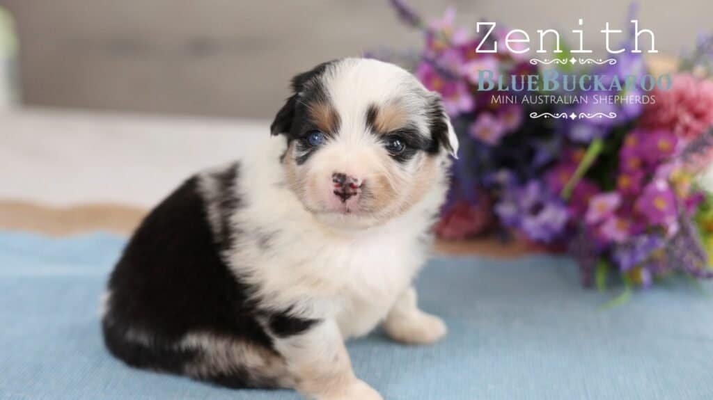 Adorable Mini Aussie puppy with blue eyes and black and white coat.