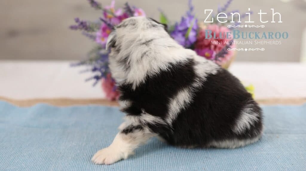 Adorable Mini Aussie puppy Zeneth sitting on a blue blanket.