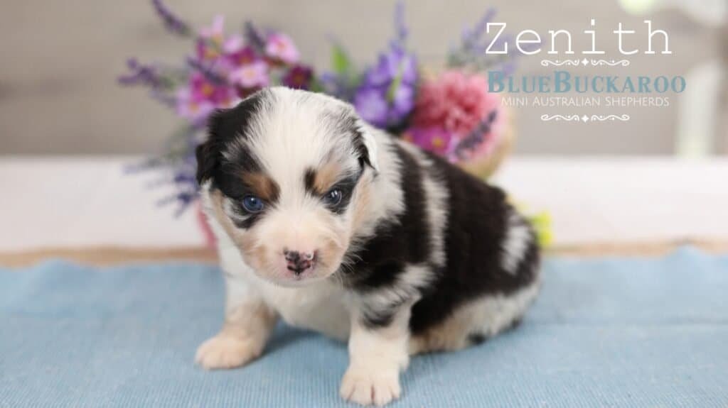 Adorable Mini Aussie puppy with blue eyes and merle coat.