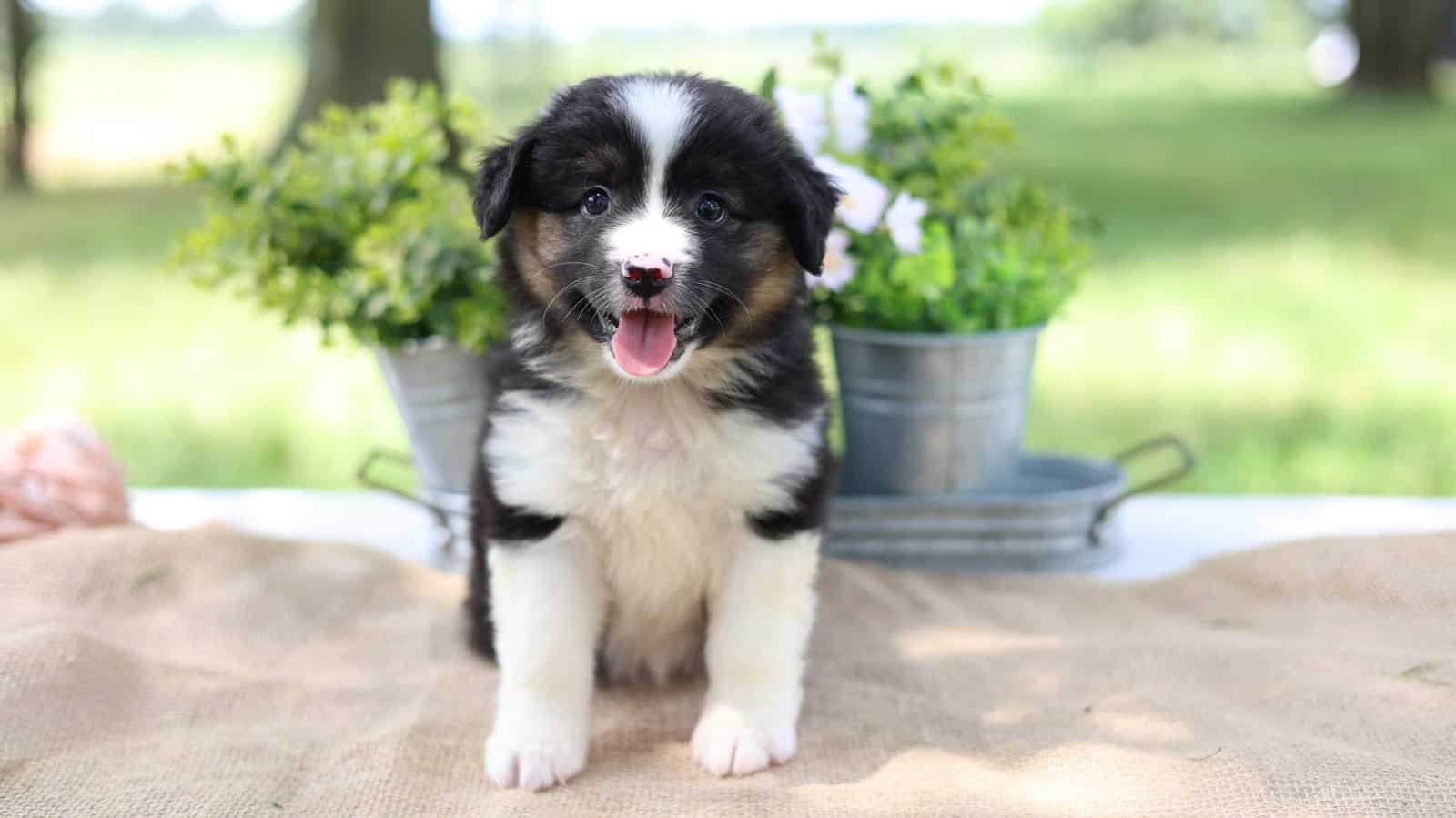 Mini Aussie puppy exploring and building confidence