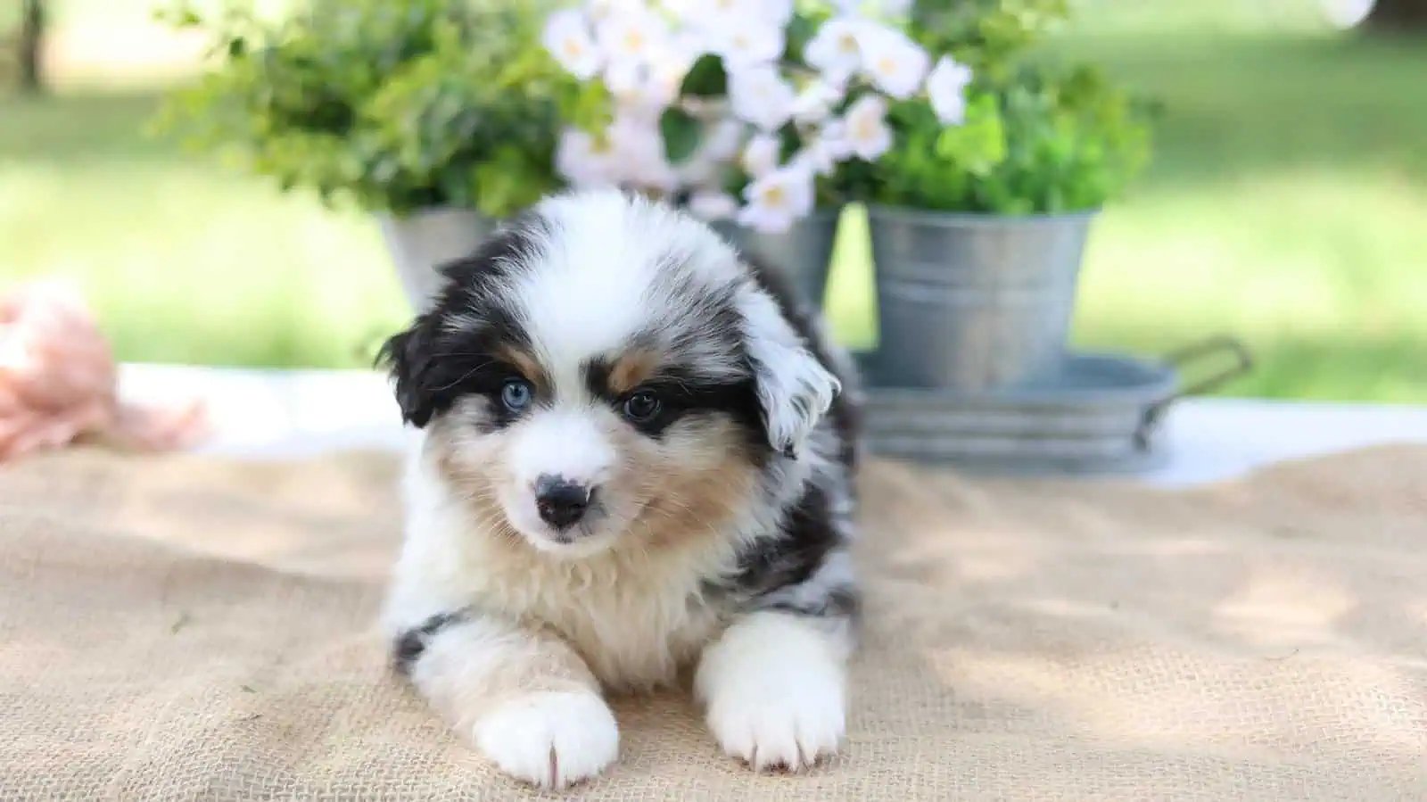 Mini Australian Shepherd puppy calmly observing its environment