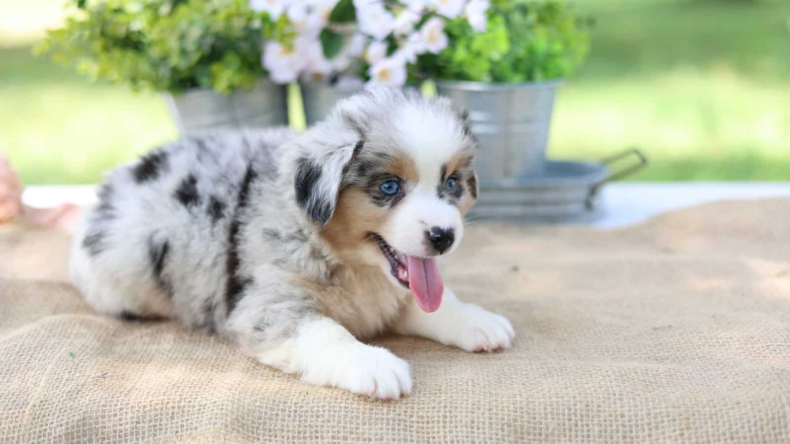 Mini Aussie puppy building confidence around new experiences