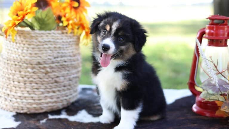 Best Dog-Friendly Adventures in Middle Tennessee