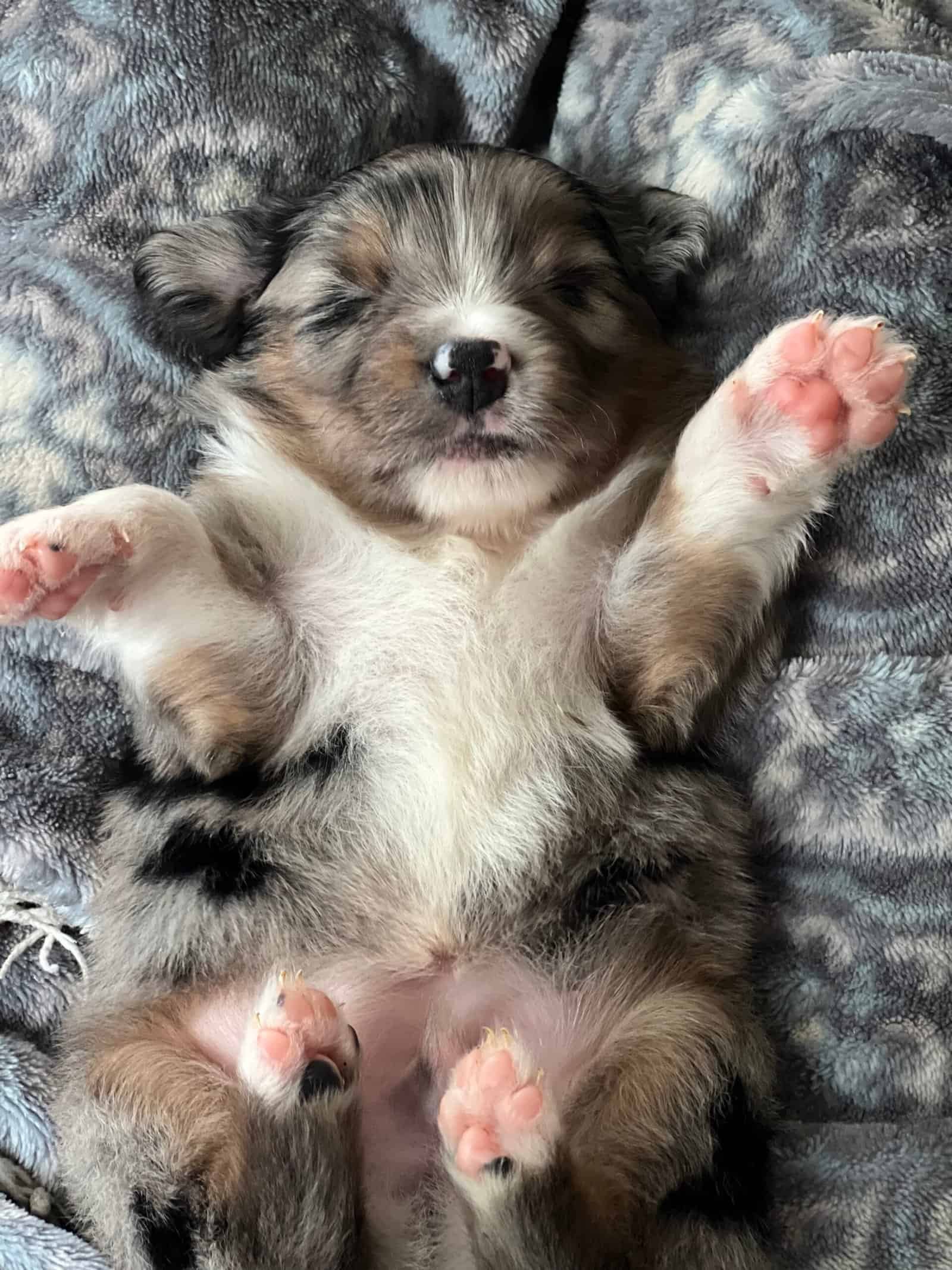 Confident Mini Australian Shepherd puppy outdoors